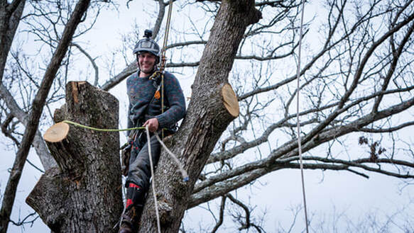 A man sitting in tree performing tree service, with ropes and harness